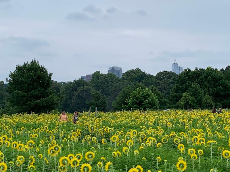 A golden first impression in Raleigh A golden first impression in Raleigh