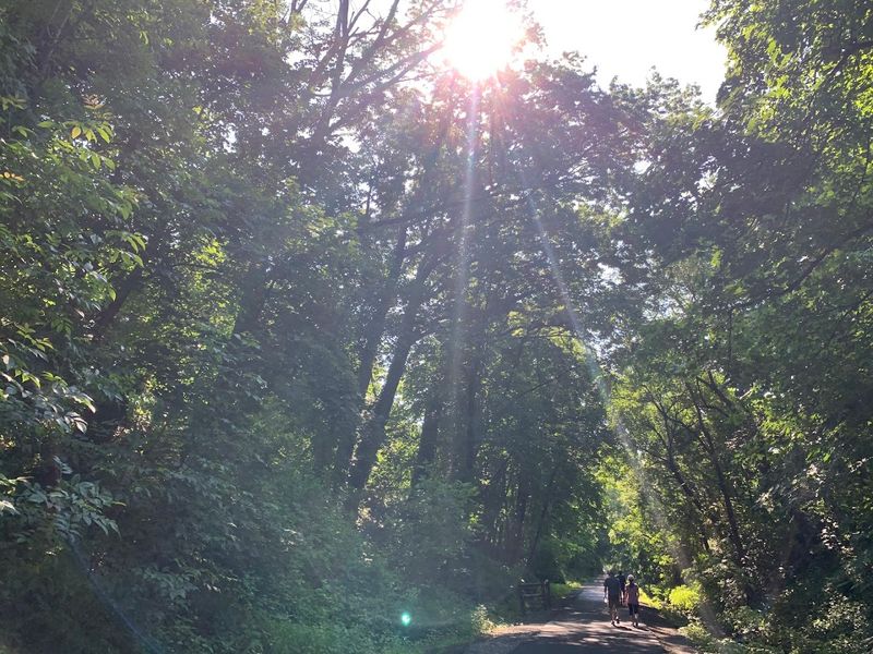A leafy tree canopy creates a quiet escape from suburban traffic