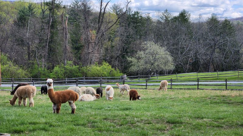 A peaceful alpaca farm in York A peaceful alpaca farm in York