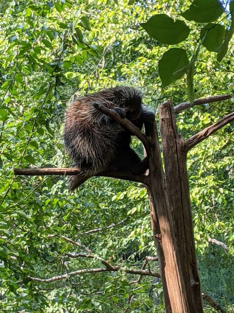 A peaceful walk-through zoo that feels like a woodland escape