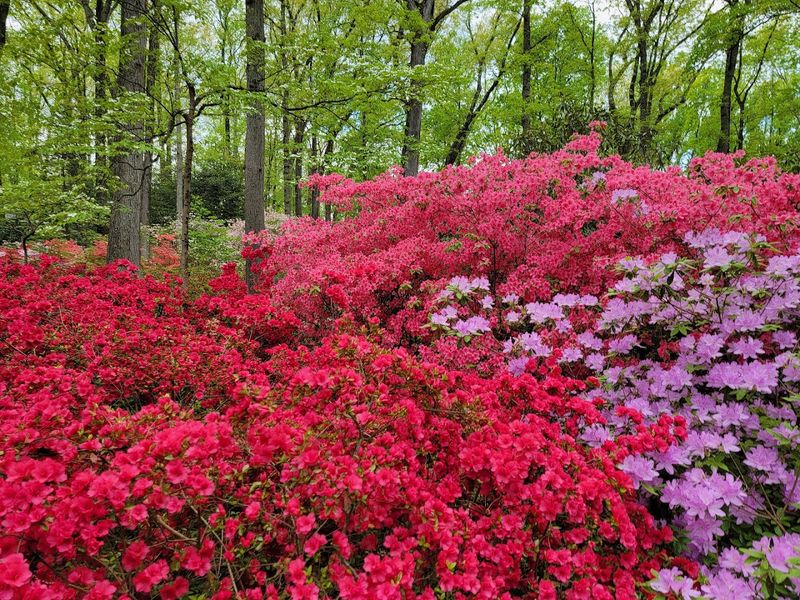 A world-class rhododendron and azalea collection A world-class rhododendron and azalea collection