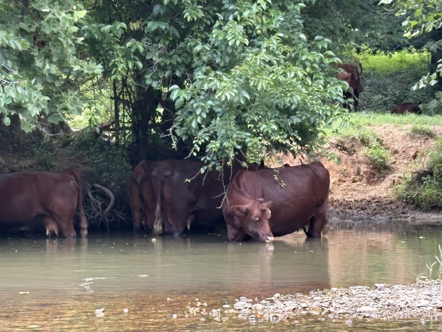 Abundant Wildlife Viewing Opportunities Abundant Wildlife Viewing Opportunities
