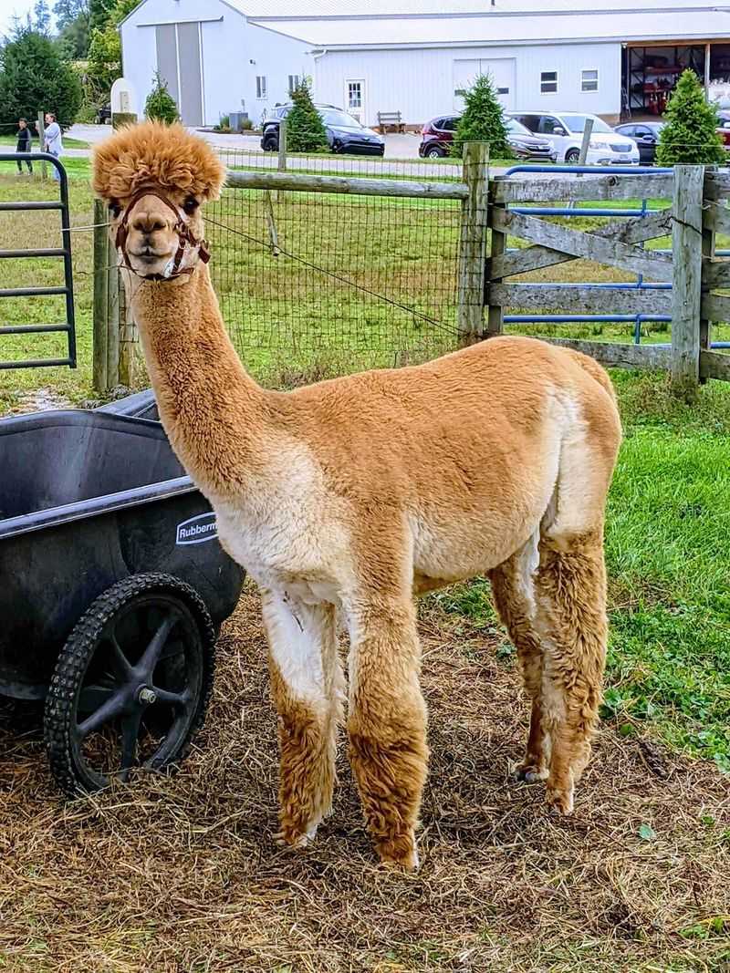 Alpaca Meadows (Mansfield, OH) Alpaca Meadows (Mansfield, OH)