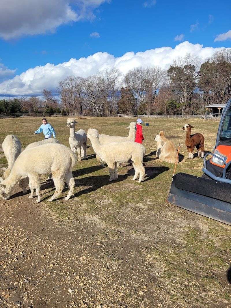 Alpacas on Allaire - Wall Township Alpacas on Allaire - Wall Township