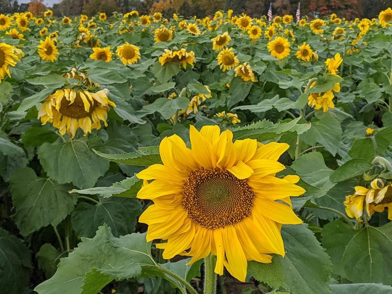 Alstede Farms