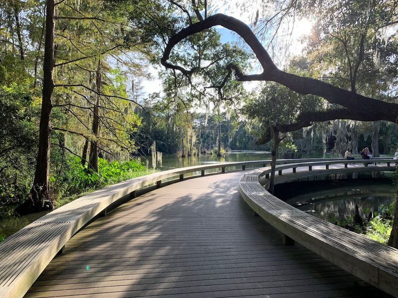 Ancient Live Oaks Create Natural Cathedral Spaces