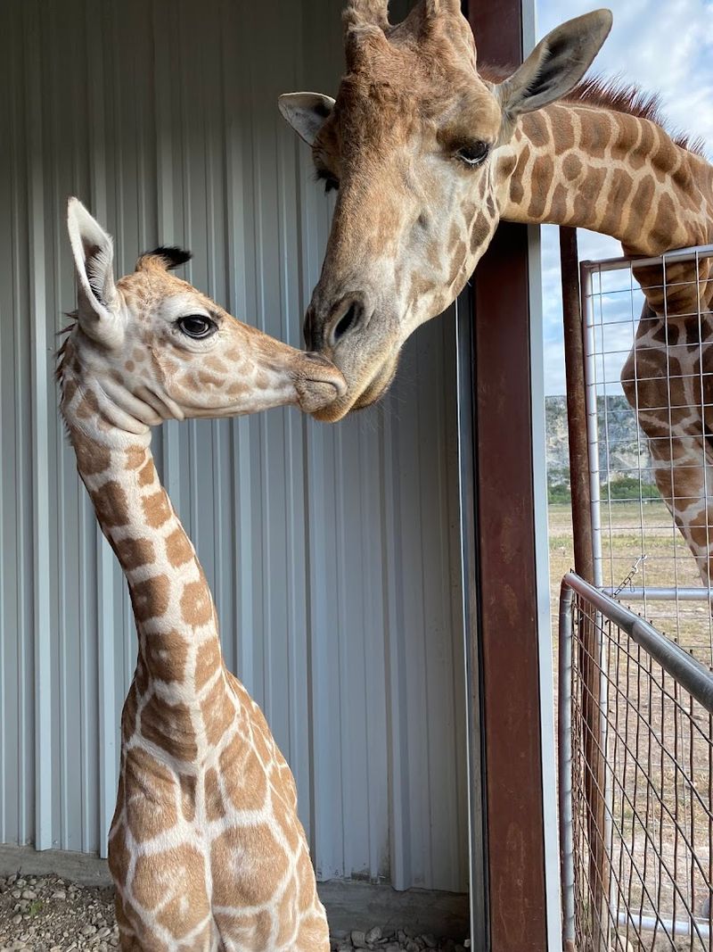 Animal Encounters That Kids Go Crazy For Animal Encounters That Kids Go Crazy For