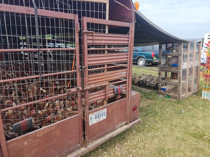 Animals, Odd Finds, And The Fun Of The Unexpected