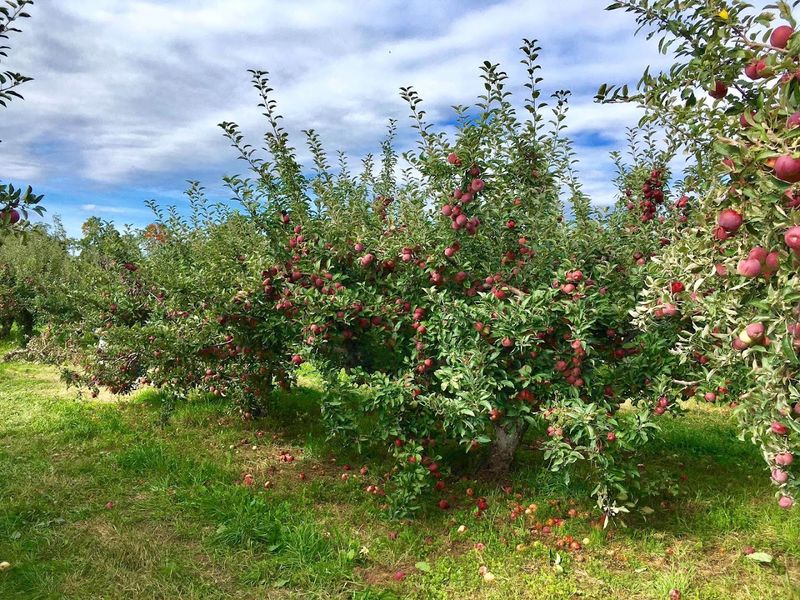 Apple Picking Here Feels Like A Classic Hudson Valley Tradition Apple Picking Here Feels Like A Classic Hudson Valley Tradition