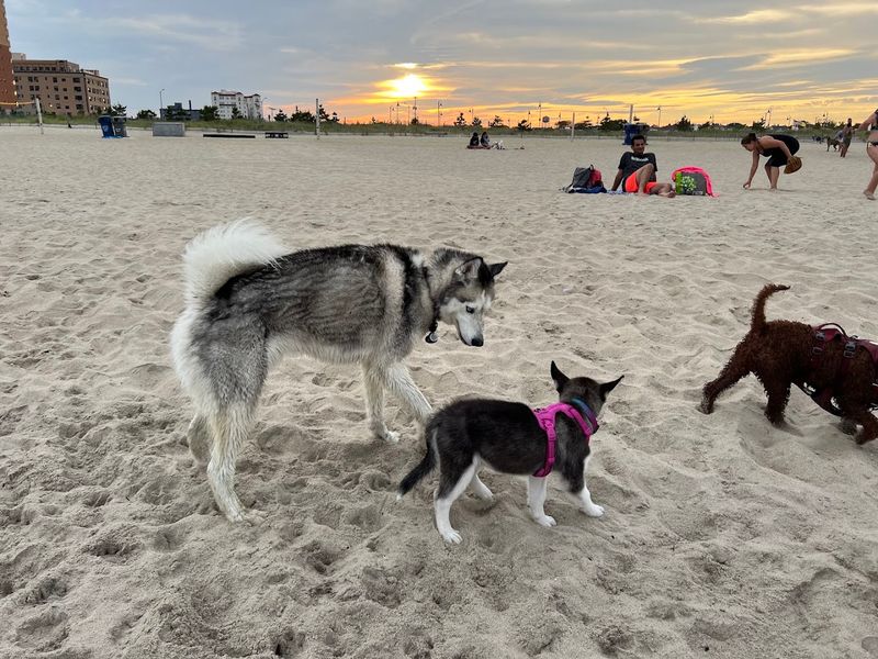 Asbury Park Dog Beach