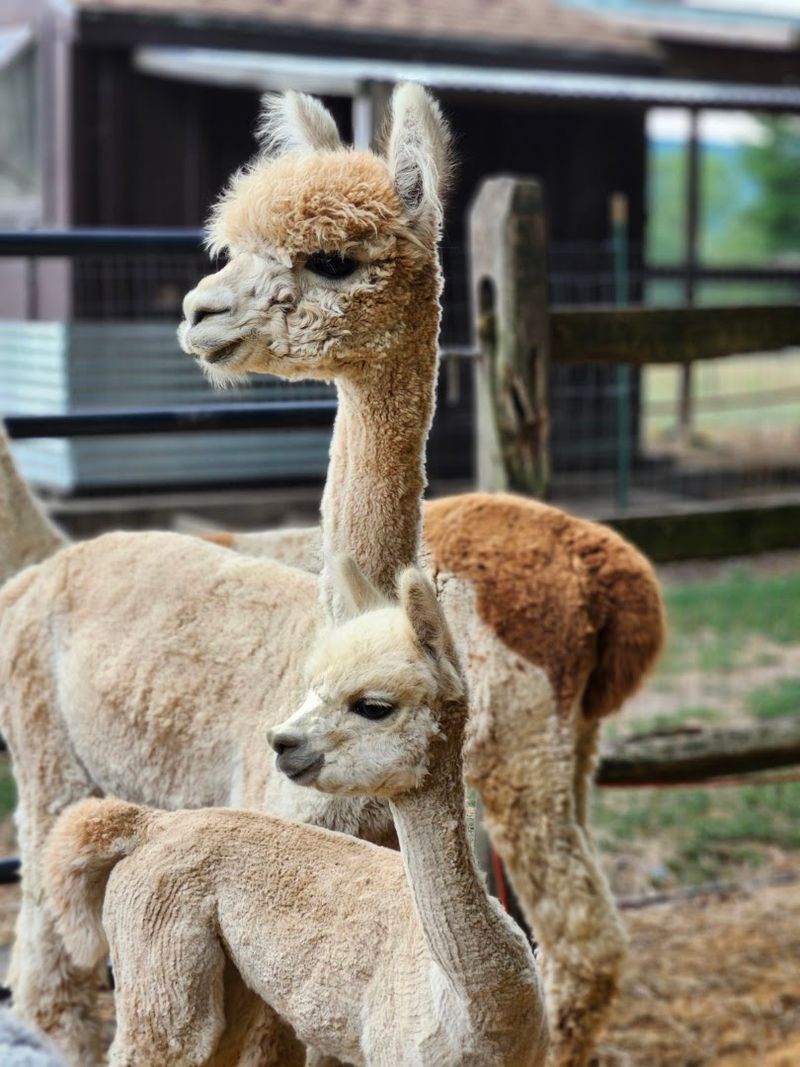 Baby alpacas and seasonal surprises Baby alpacas and seasonal surprises