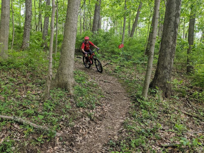 Beech and Maple Trails With A Deep Woods Feel Beech and Maple Trails With A Deep Woods Feel