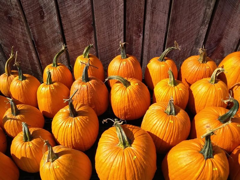 Beyond Apples: Pumpkins, Plums, And Seasonal Variety Beyond Apples: Pumpkins, Plums, And Seasonal Variety