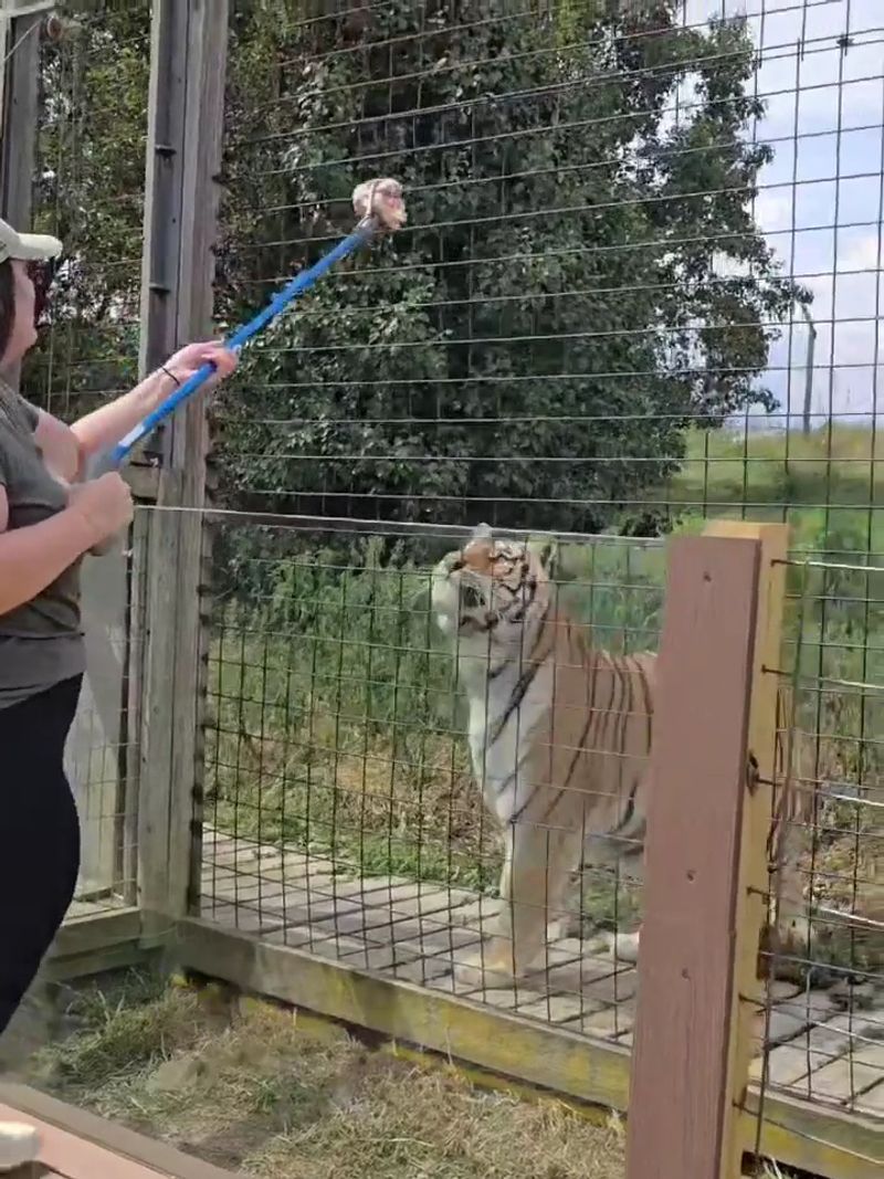 Big Cats Bring the Wow Factor
