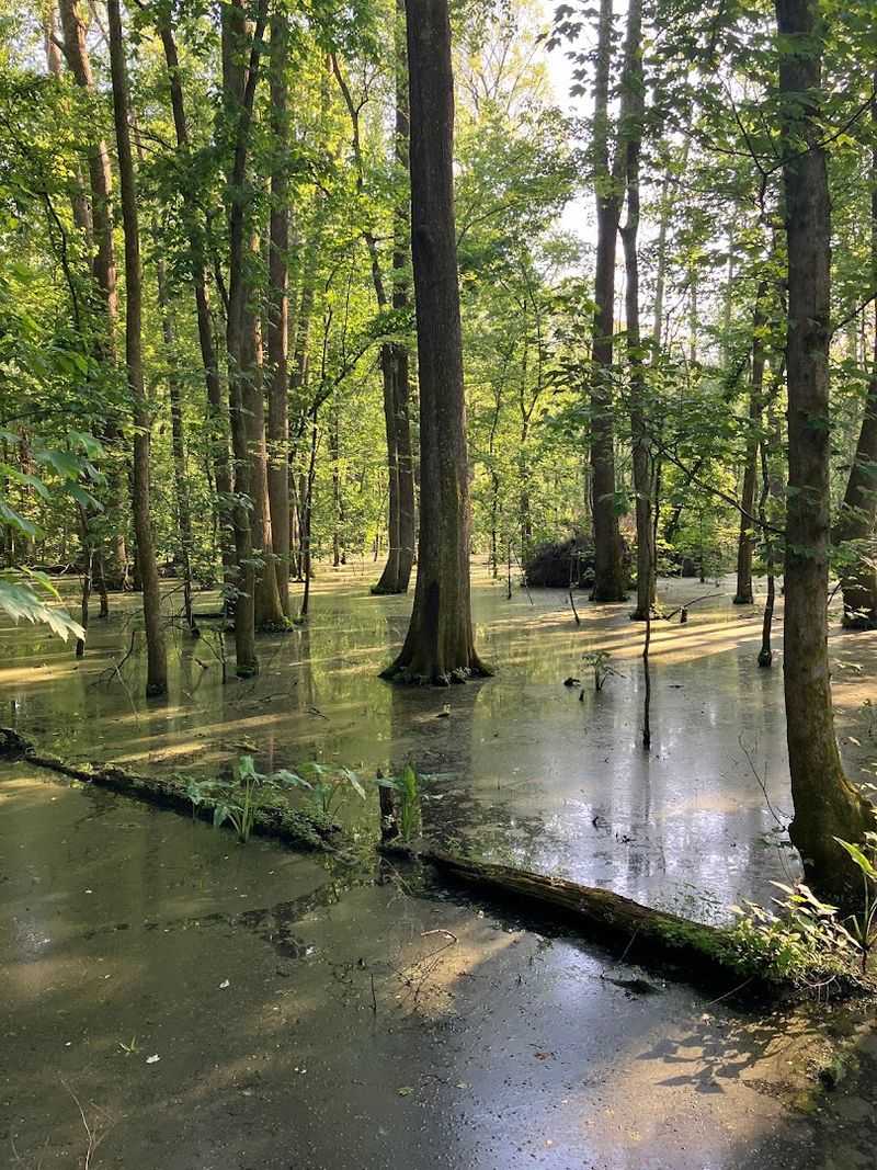 Big Cypress Tree State Natural Area, Greenfield