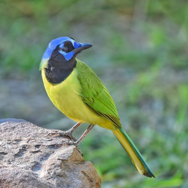 Bird Blinds Provide Up-Close Wildlife Encounters Bird Blinds Provide Up-Close Wildlife Encounters