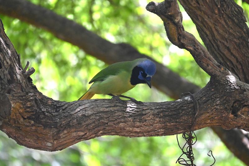 Birding Opportunities You Won't Find Elsewhere Birding Opportunities You Won't Find Elsewhere