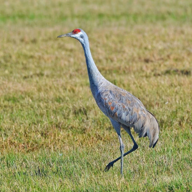 Birdwatching Headquarters: Whooping Cranes And Beyond