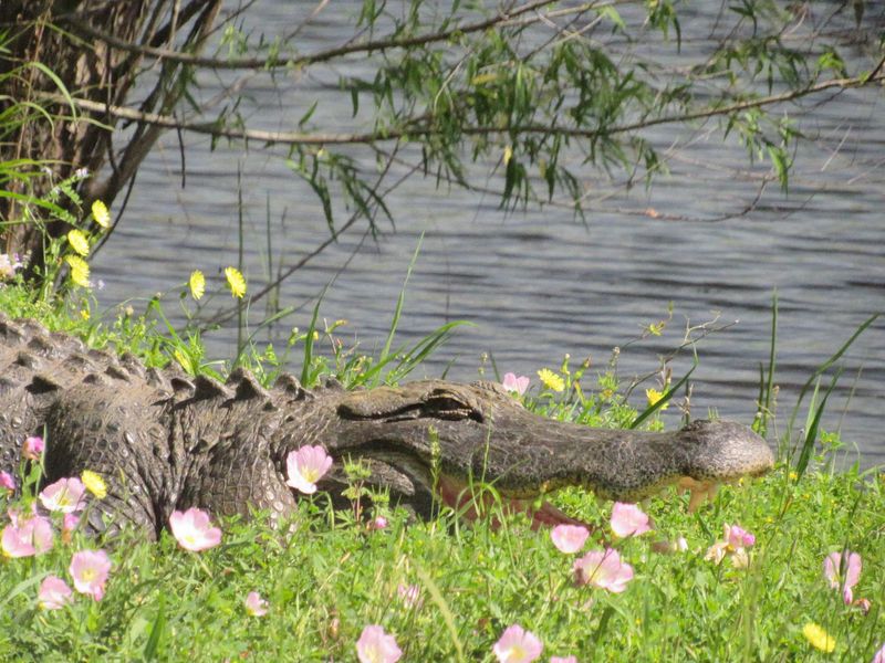 Brazos Bend State Park (Needville) Brazos Bend State Park (Needville)