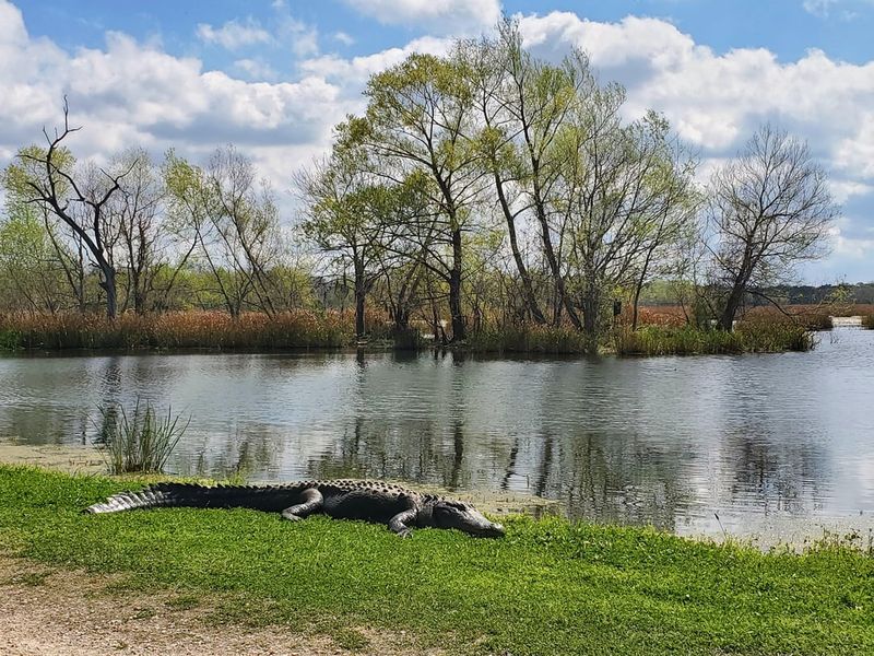 Brazos Bend State Park Brazos Bend State Park