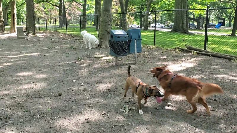 Brookdale Dog Park — Bloomfield
