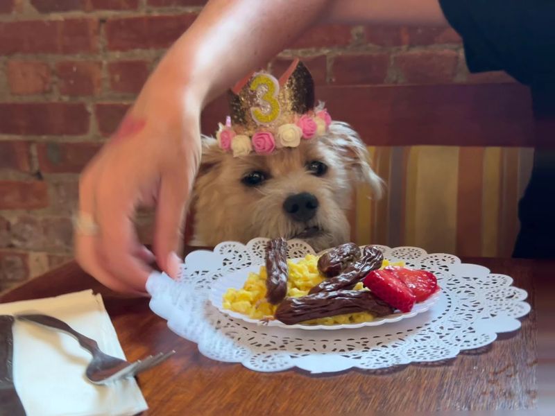 Brunch for humans, treats for dogs, and zero compromise