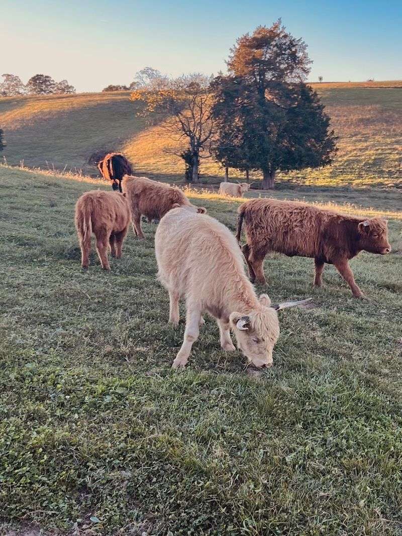 Brush, Feed, And Snap Photos With The Herd Brush, Feed, And Snap Photos With The Herd