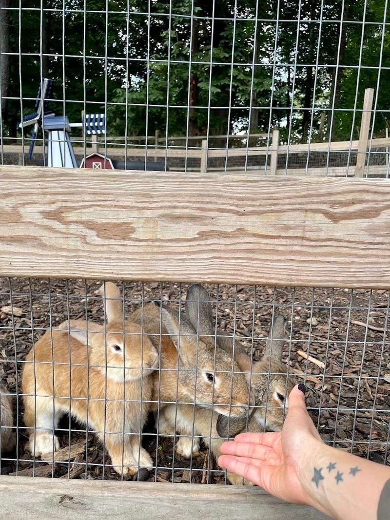 Bunnyville Gives the Farm’s Fluffiest Residents Their Own Neighborhood Bunnyville Gives the Farm’s Fluffiest Residents Their Own Neighborhood
