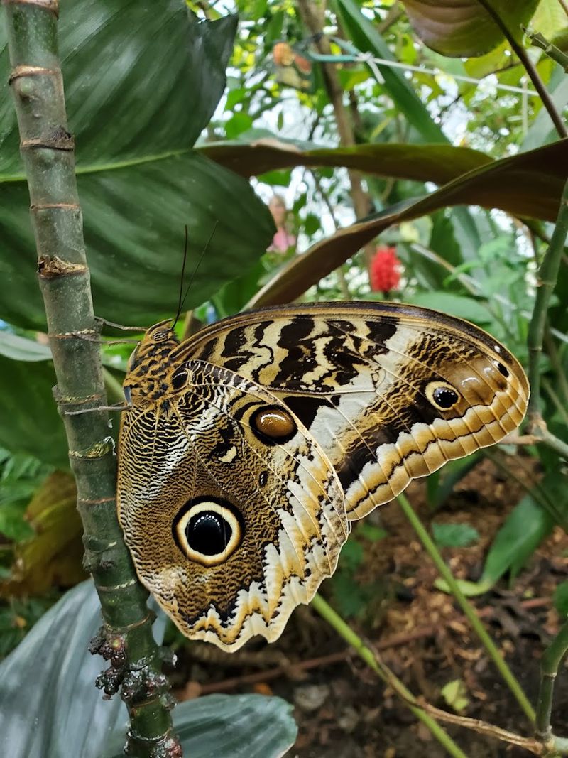 Butterfly Release Experience Adds Personal Connection Butterfly Release Experience Adds Personal Connection