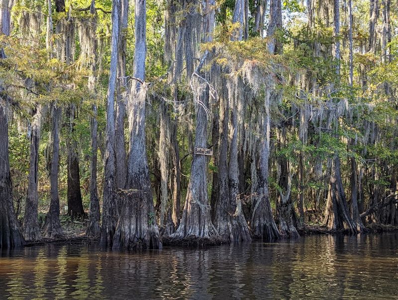 Caddo Lake State Park (Karnack) Caddo Lake State Park (Karnack)