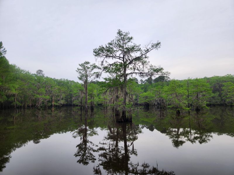 Caddo Lake State Park (Karnack)
