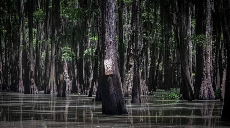 Caddo Lake State Park (Karnack) Caddo Lake State Park (Karnack)