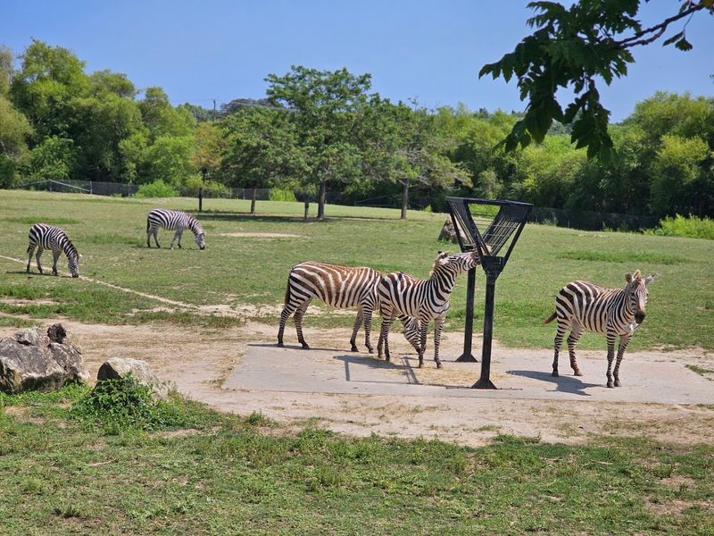 Cape May County Park & Zoo - Cape May Court House Cape May County Park & Zoo - Cape May Court House
