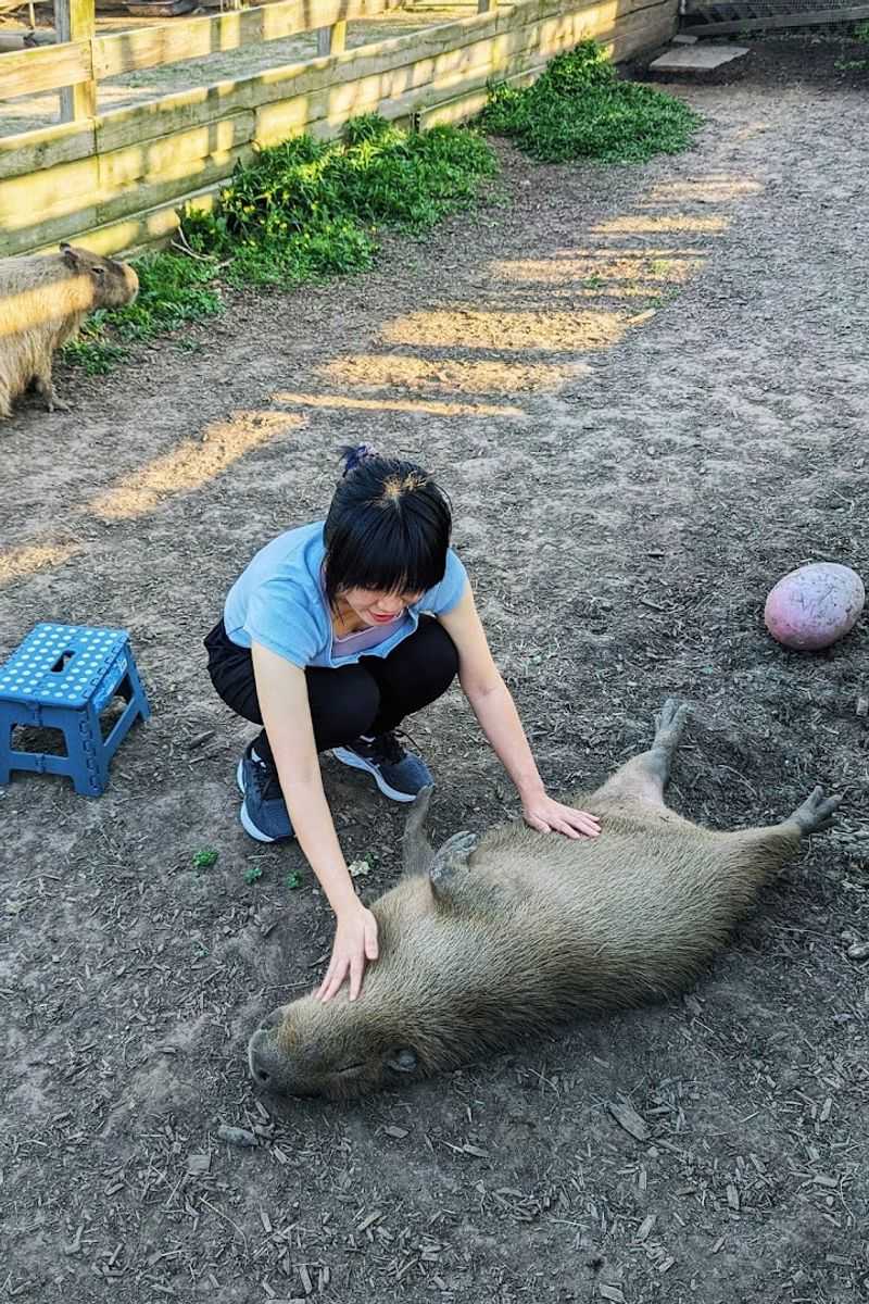Capybaras Will Steal Your Heart Capybaras Will Steal Your Heart
