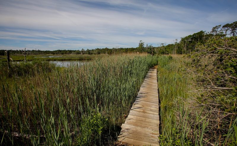 Cattus Island County Park Is Toms River’s Wildest Hidden Escape Cattus Island County Park Is Toms River’s Wildest Hidden Escape
