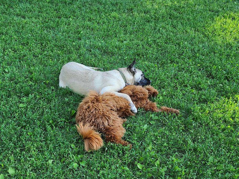 Central Park of Morris County Dog Park — Morris Plains