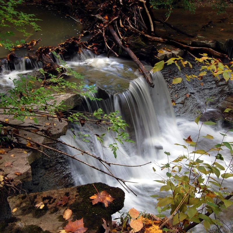 Cincinnati Nature Center, Rowe Woods, Milford, Ohio