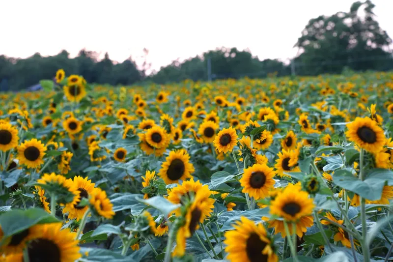 Circle S Farms, Grove City Circle S Farms, Grove City