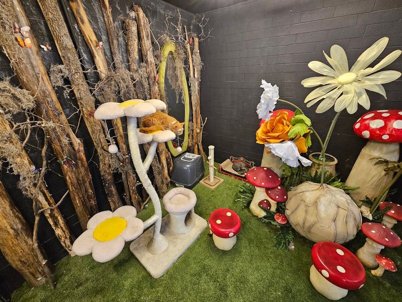 Cleanliness That Defies All Cat Cafe Expectations