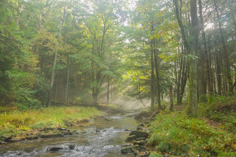 Clear Creek State Park Campground, Sigel, Pennsylvania