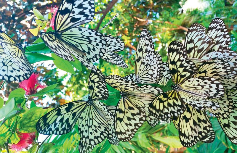 Cockrell Butterfly Center Cockrell Butterfly Center