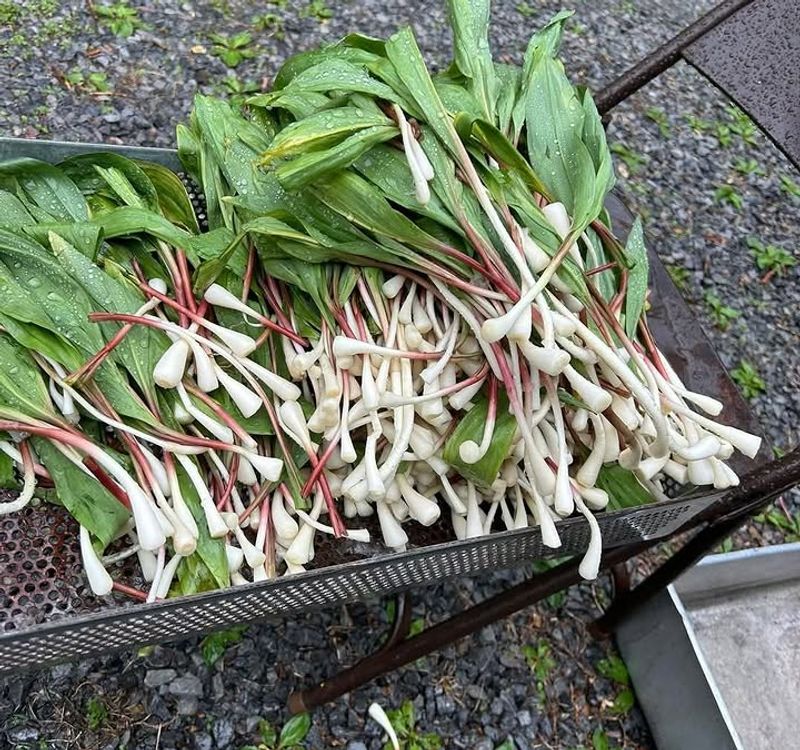 Cooking Seasonal Ramps, Beans and Cornbread Cooking Seasonal Ramps, Beans and Cornbread