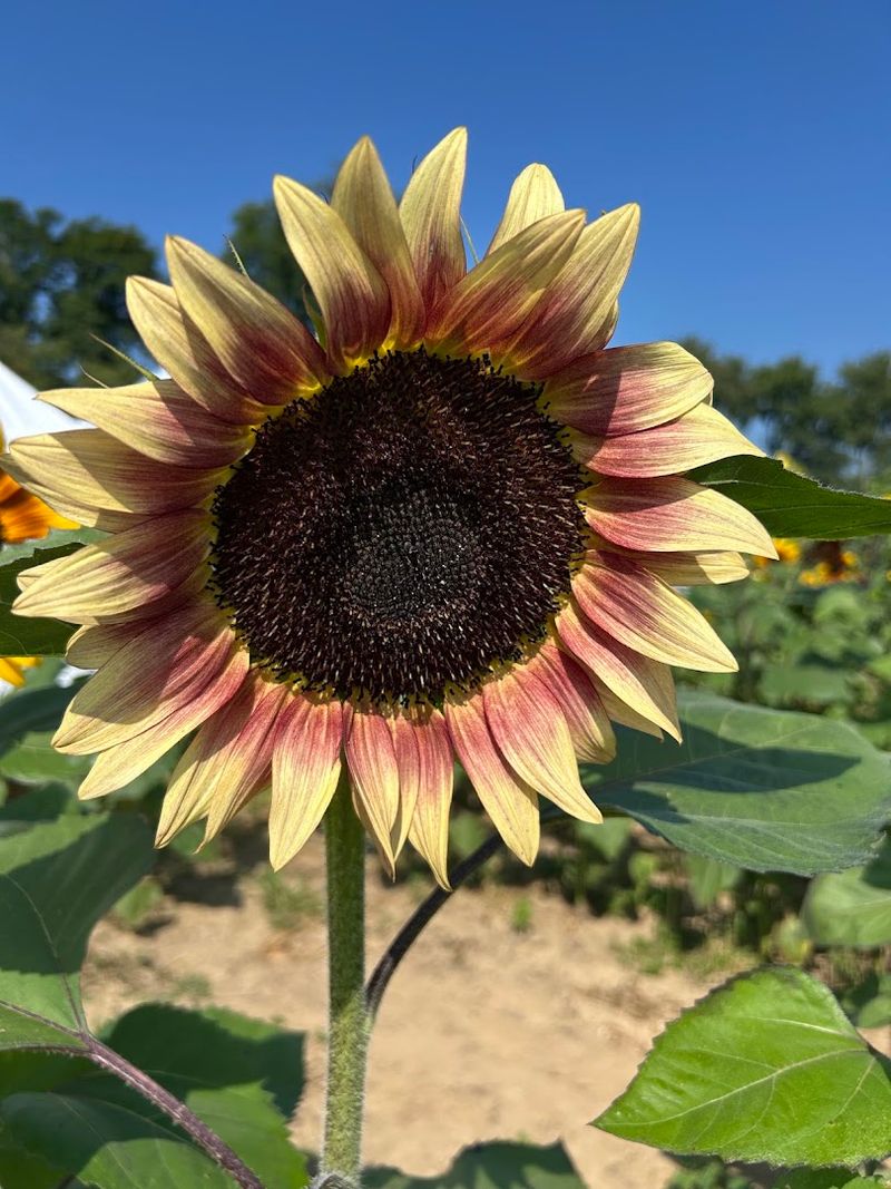 Coshocton Sunflower Festival, Coshocton Coshocton Sunflower Festival, Coshocton