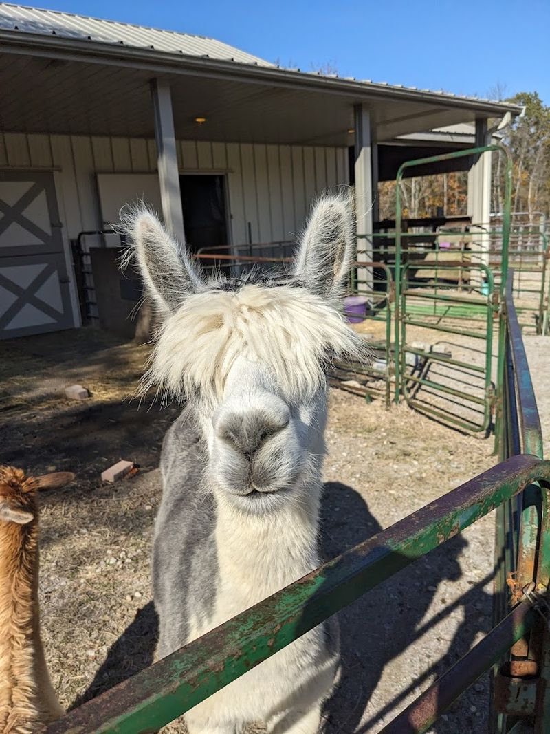 Cross Creek Suris Alpacas (Loveland, OH) Cross Creek Suris Alpacas (Loveland, OH)