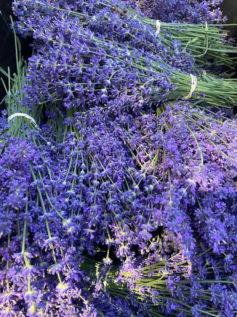 When to Go for the Best Colorado Lavender Color When to Go for the Best Colorado Lavender Color