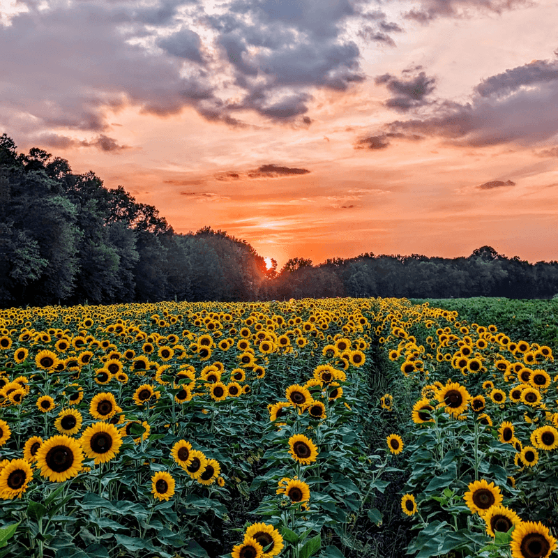 Dalton Farms