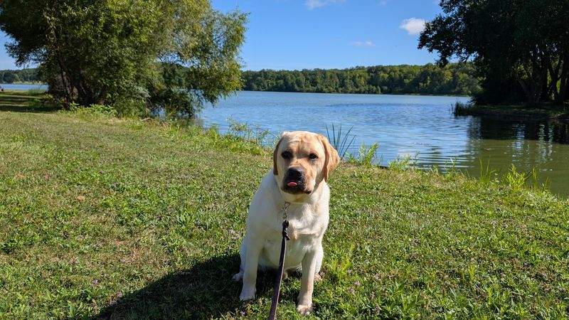 Dog Friendly Features Make It A Favorite For Walkers Dog Friendly Features Make It A Favorite For Walkers