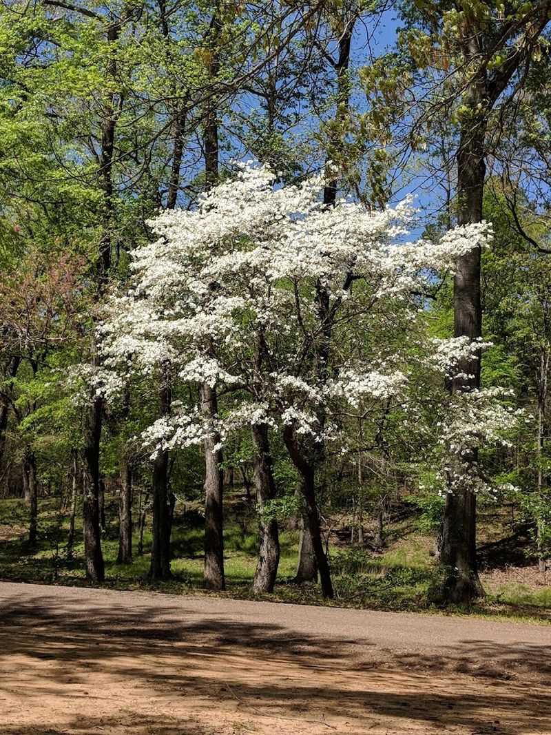 Dogwood Blooms That Transform the Landscape Dogwood Blooms That Transform the Landscape
