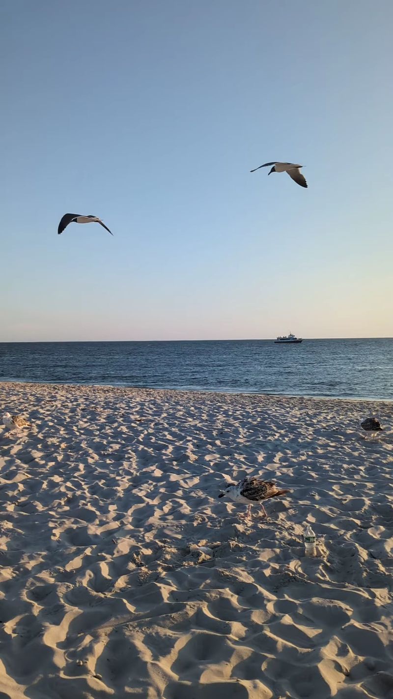Dolphins and Migrating Birds Bring the Quiet Shoreline to Life Dolphins and Migrating Birds Bring the Quiet Shoreline to Life