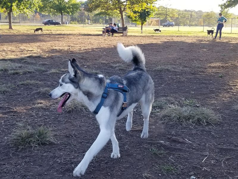 Donaldson Park Off-Leash Dog Area — Highland Park